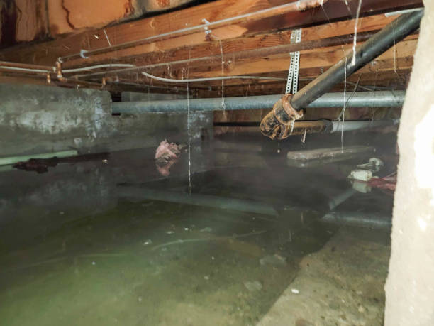 Best Water damage repair service  in Fircrest, WA